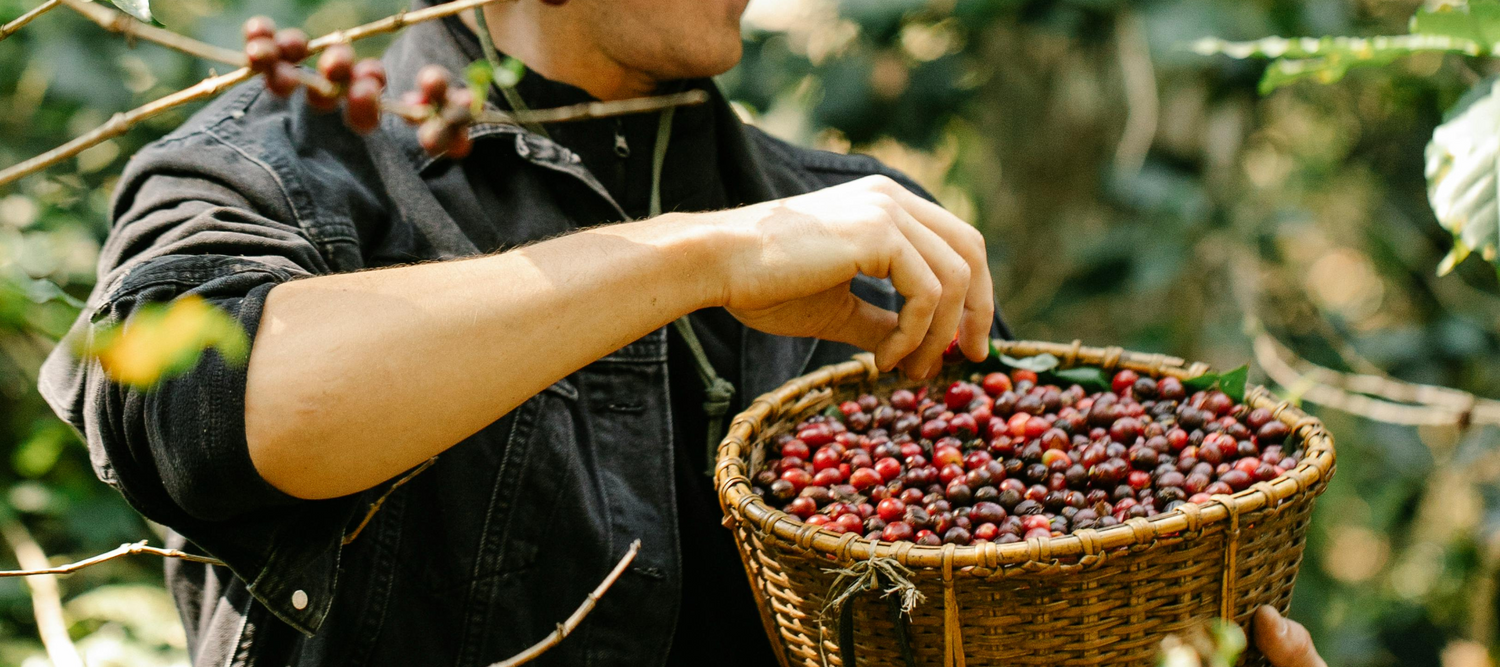 Duurzaamheid in Koffie: Hoe Mokabon Bewuste Keuzes Maakt