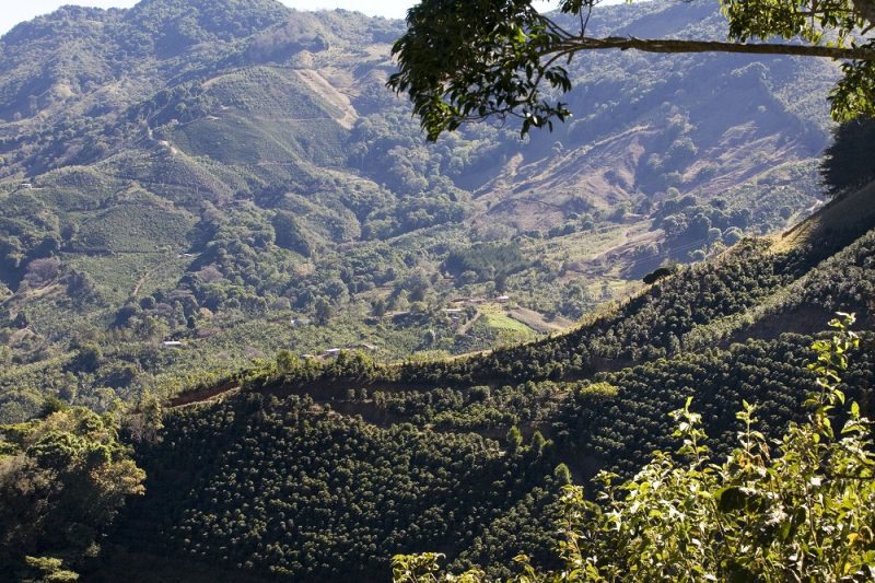 Ethiopia - Sidamo Kola