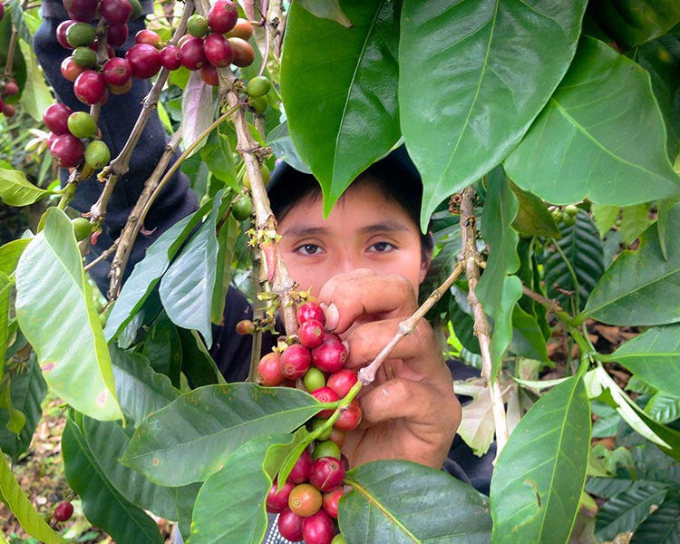 Mexico - La Gloria de Gante