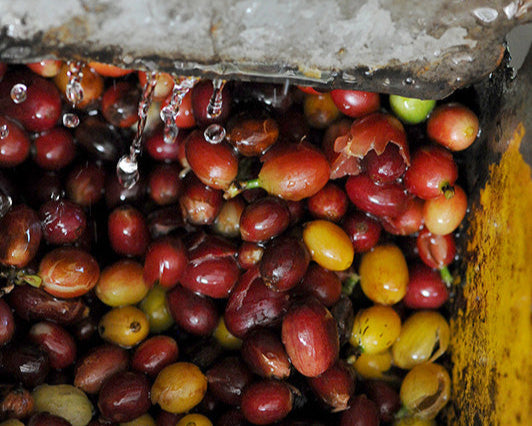 Mexico - La Gloria de Gante