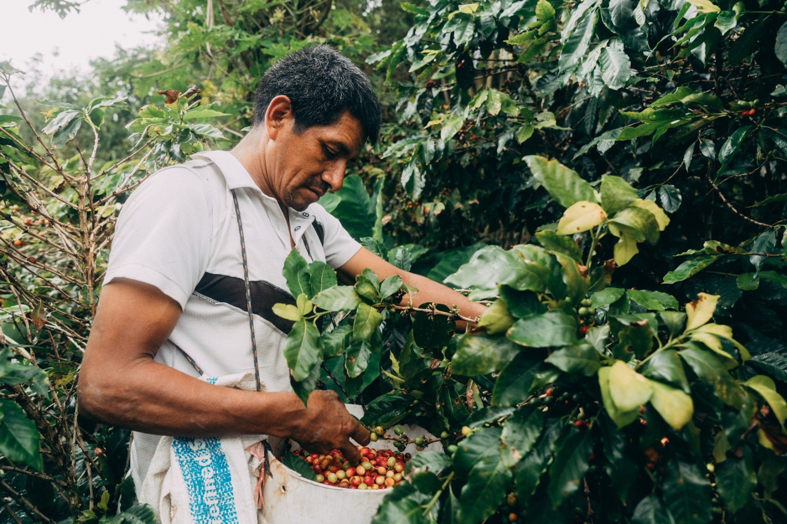 Peru - El Santuario (Bio)